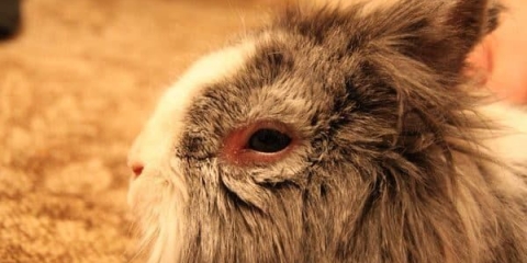 Gnojne oči zeca - kako liječiti konjuktivitis kod kuće